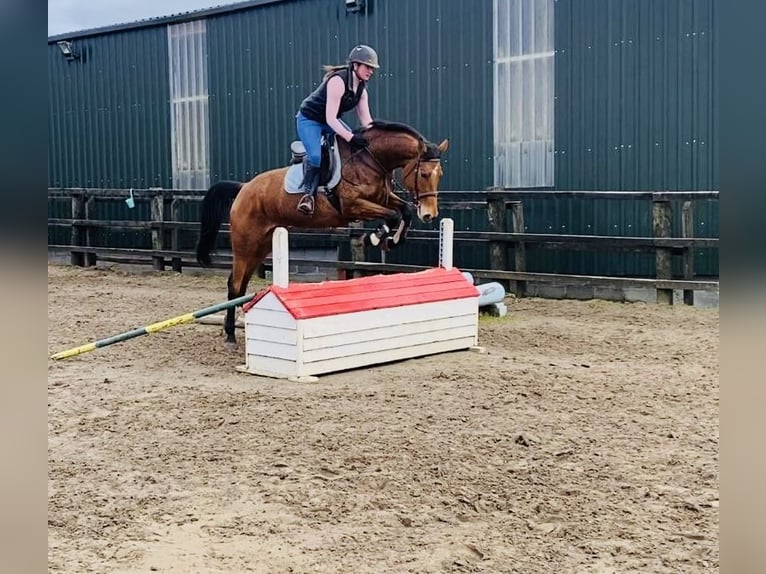 Caballo de deporte irlandés Yegua 7 años 160 cm Castaño in Sligo