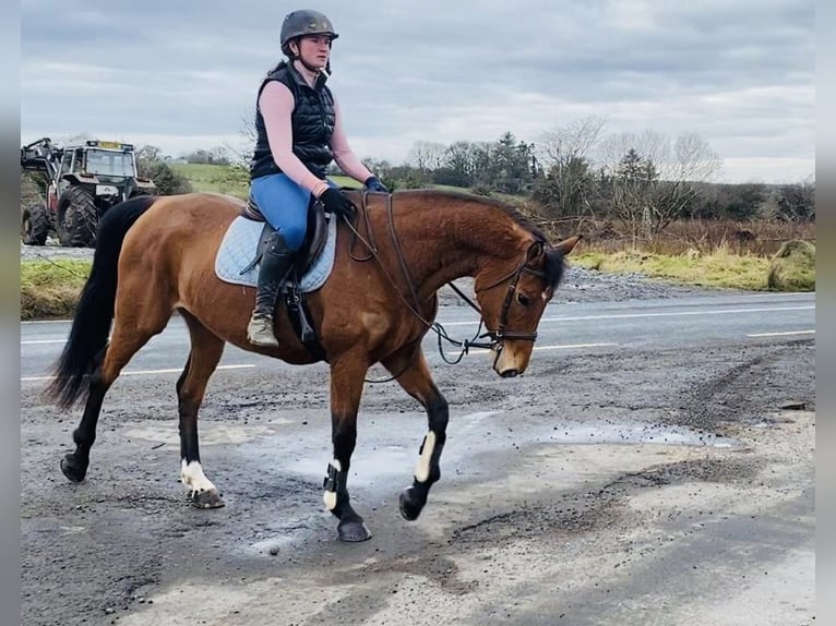 Caballo de deporte irlandés Yegua 7 años 160 cm Castaño in Sligo