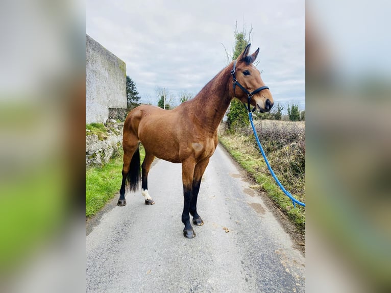 Caballo de deporte irlandés Yegua 7 años 160 cm Castaño in Sligo