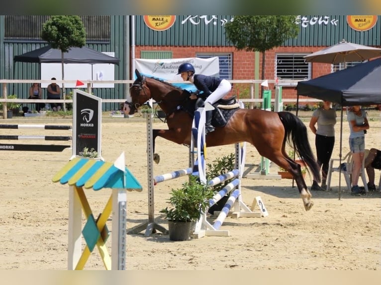 Caballo de deporte irlandés Yegua 7 años 160 cm Castaño in Dinslaken