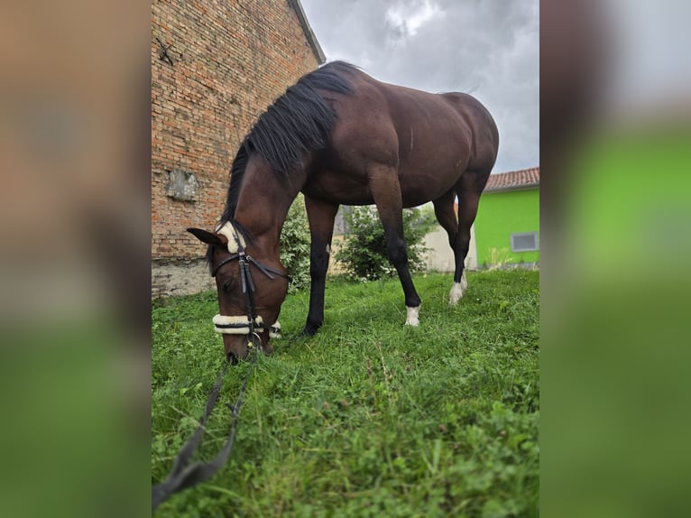 Caballo de deporte irlandés Yegua 7 años 160 cm Castaño claro in Bad Langensalza