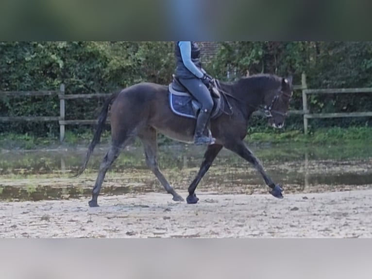 Caballo de deporte irlandés Yegua 7 años 160 cm Morcillo in Nettetal