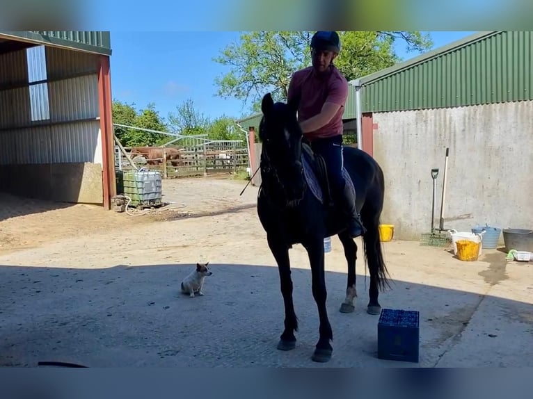 Caballo de deporte irlandés Yegua 7 años 160 cm Negro in Sligo