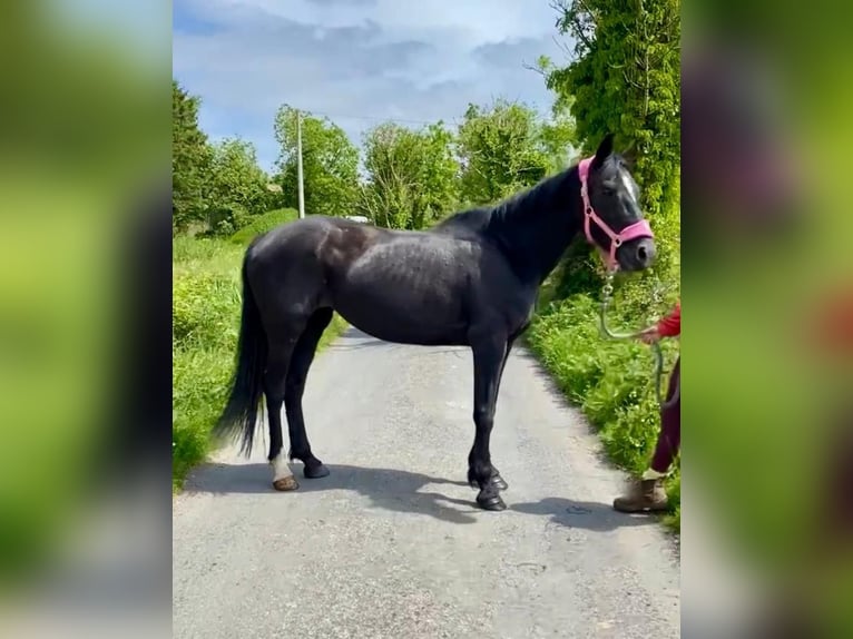 Caballo de deporte irlandés Yegua 7 años 160 cm Negro in Sligo