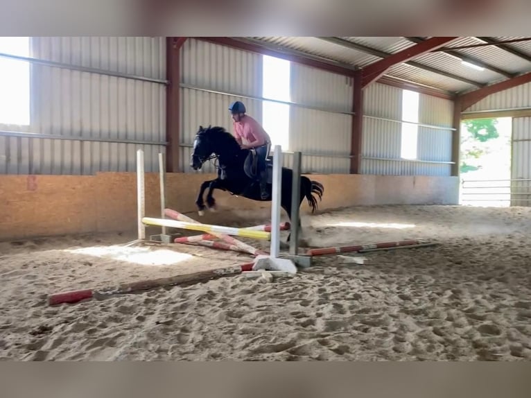 Caballo de deporte irlandés Yegua 7 años 160 cm Negro in Sligo