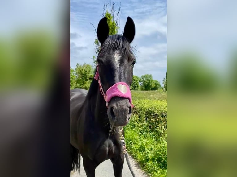 Caballo de deporte irlandés Yegua 7 años 160 cm Negro in Sligo