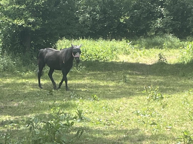 Caballo de deporte irlandés Yegua 7 años 160 cm Negro in Wiesbaden