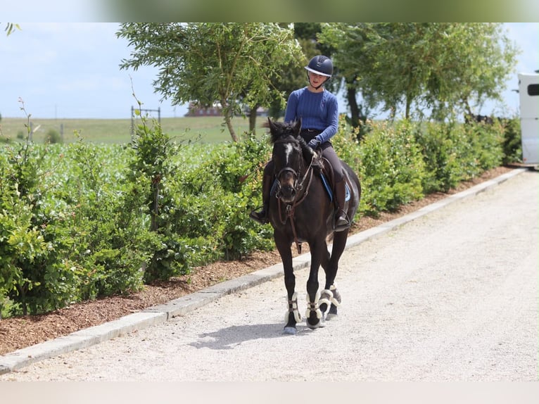 Caballo de deporte irlandés Yegua 7 años 160 cm Negro in Pepingen