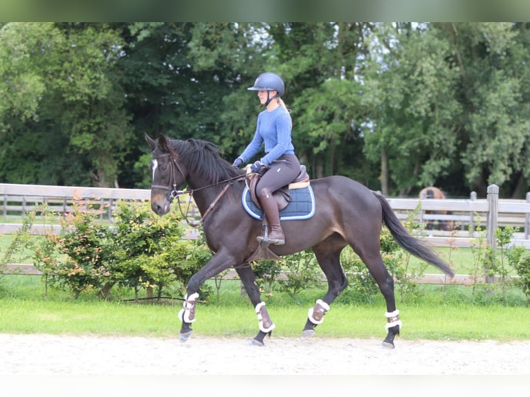 Caballo de deporte irlandés Yegua 7 años 160 cm Negro in Pepingen