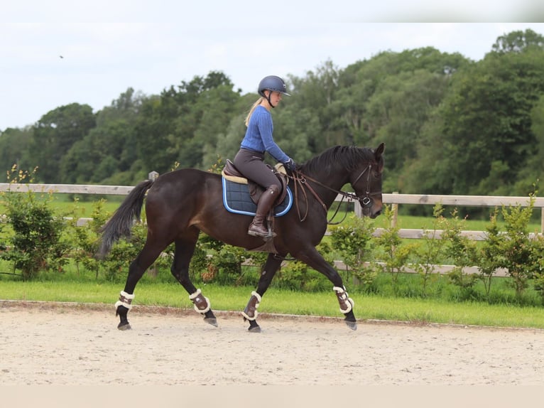 Caballo de deporte irlandés Yegua 7 años 160 cm Negro in Pepingen