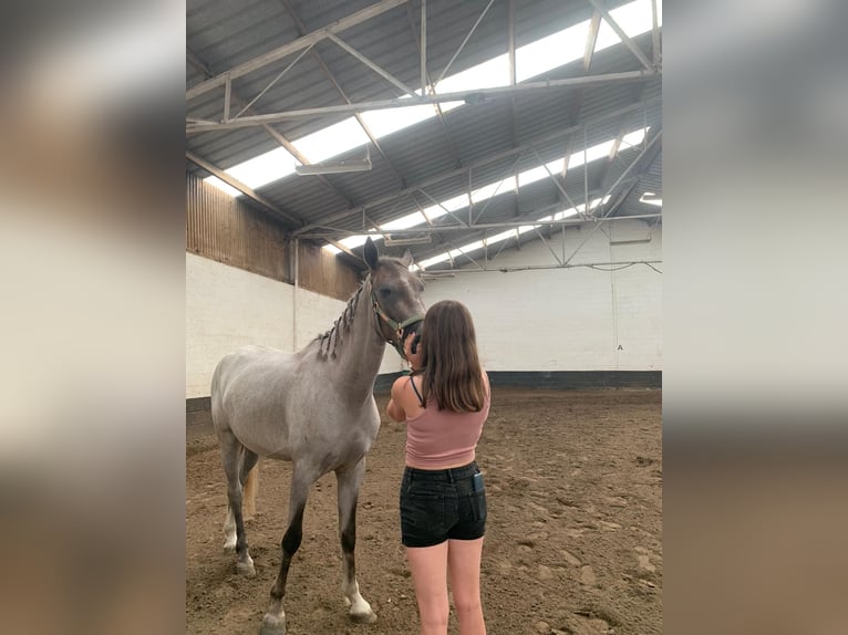 Caballo de deporte irlandés Mestizo Yegua 7 años 162 cm Castaño-ruano in Hass