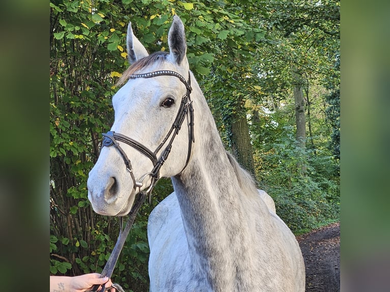 Caballo de deporte irlandés Yegua 7 años 162 cm Tordo rodado in Nettetal