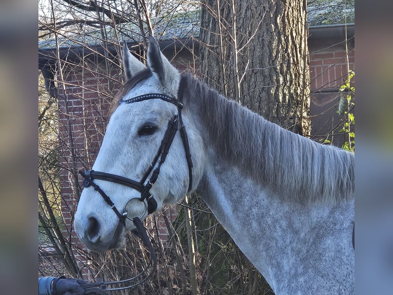 Caballo de deporte irlandés Yegua 7 años 162 cm Tordo rodado in Nettetal