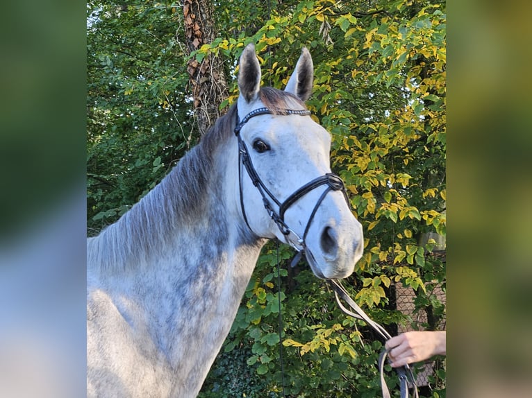 Caballo de deporte irlandés Yegua 7 años 162 cm Tordo rodado in Nettetal