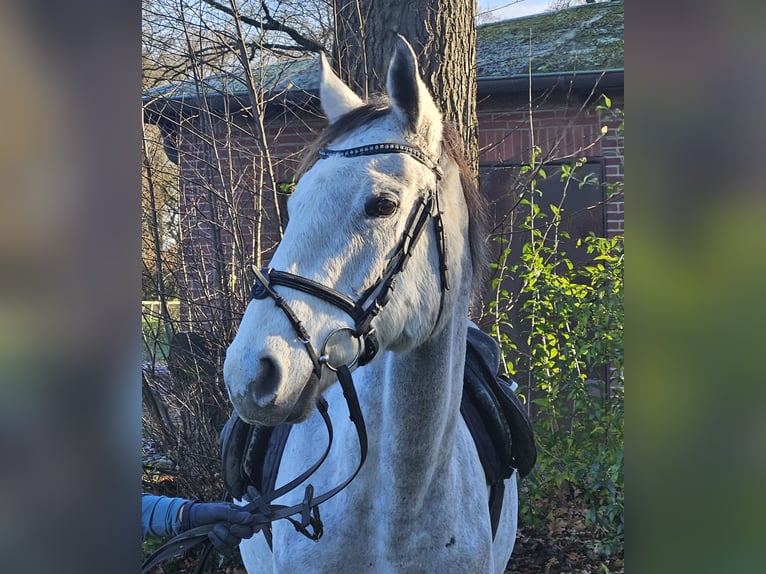 Caballo de deporte irlandés Yegua 7 años 162 cm Tordo rodado in Nettetal