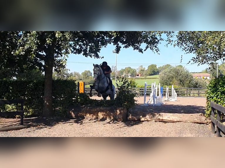 Caballo de deporte irlandés Yegua 7 años 163 cm Tordo in Drumshanbo