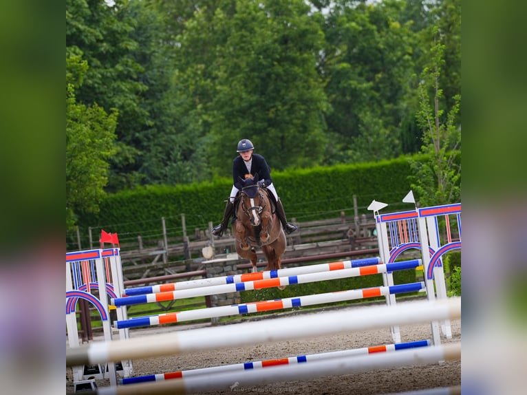 Caballo de deporte irlandés Yegua 7 años 165 cm Alazán in Negernbötel