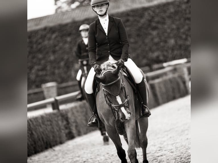 Caballo de deporte irlandés Yegua 7 años 165 cm Alazán in Negernbötel