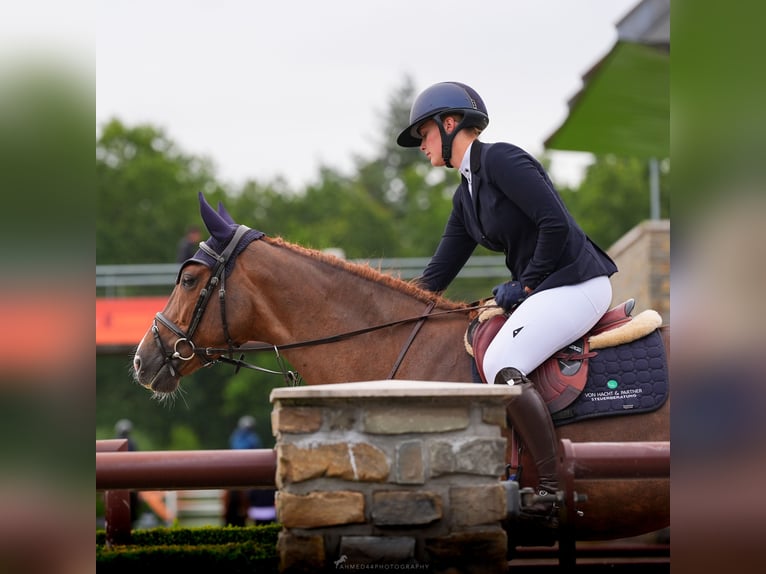 Caballo de deporte irlandés Yegua 7 años 165 cm Alazán in Negernbötel