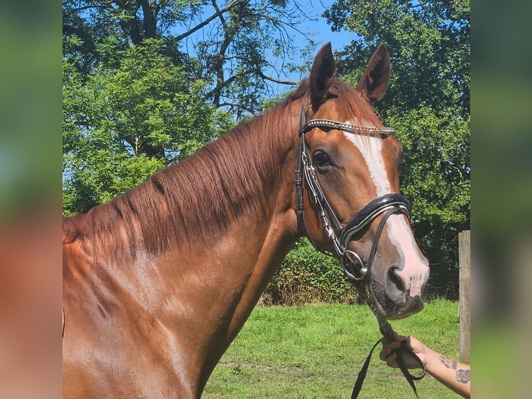 Caballo de deporte irlandés Yegua 7 años 165 cm Alazán-tostado in Nettetal