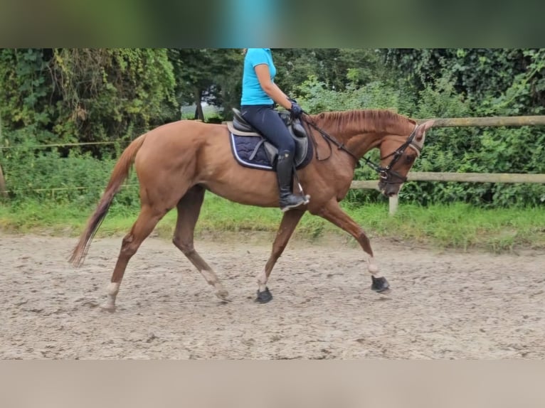 Caballo de deporte irlandés Yegua 7 años 165 cm Alazán-tostado in Nettetal