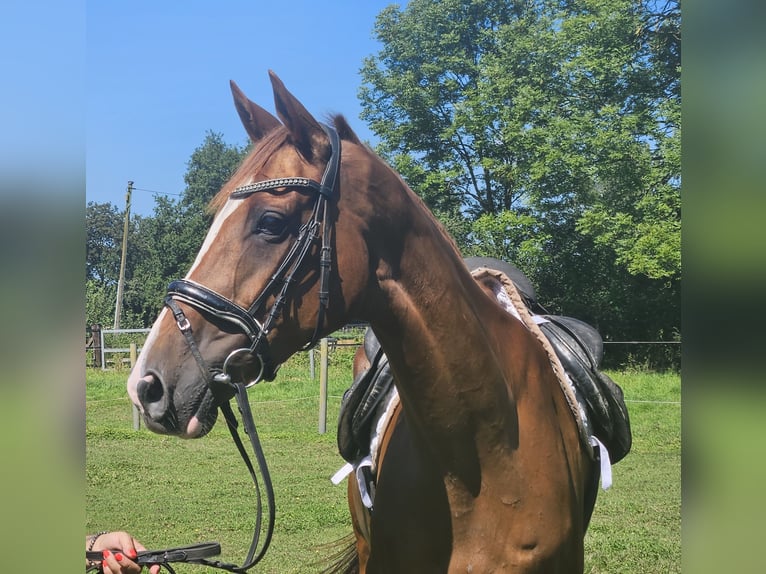 Caballo de deporte irlandés Yegua 7 años 165 cm Alazán-tostado in Nettetal