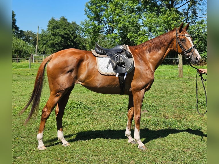 Caballo de deporte irlandés Yegua 7 años 165 cm Alazán-tostado in Nettetal