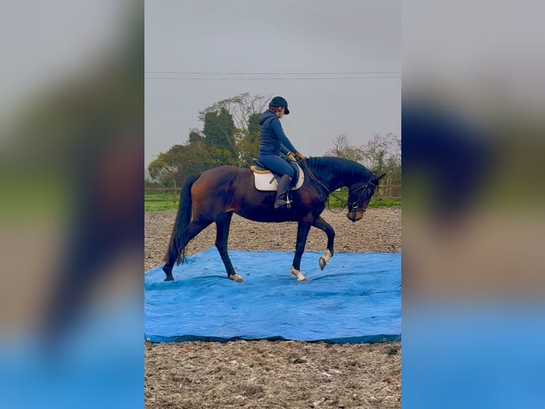 Caballo de deporte irlandés Yegua 7 años 165 cm Castaño rojizo in Kent