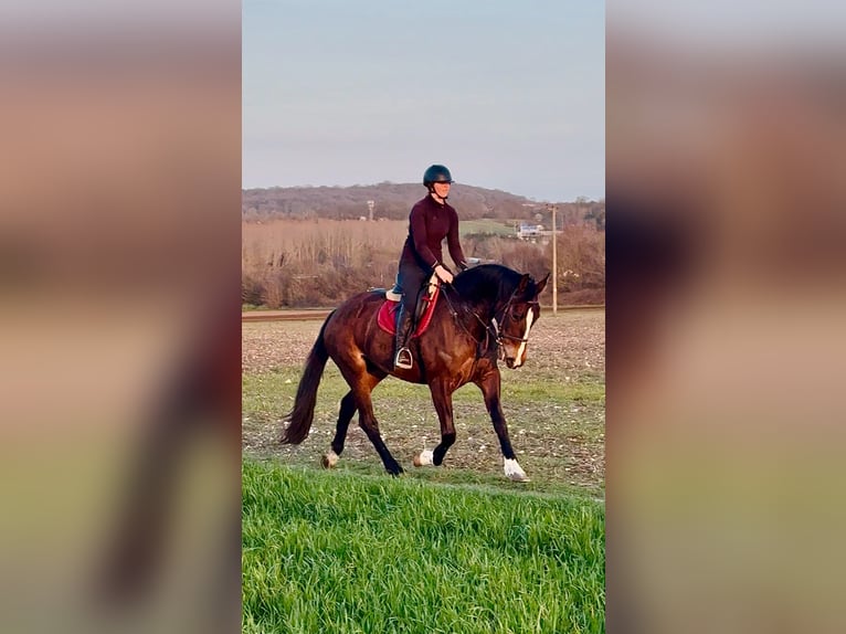 Caballo de deporte irlandés Yegua 7 años 165 cm Castaño rojizo in Kent