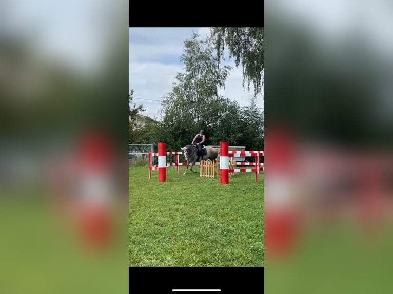 Caballo de deporte irlandés Yegua 7 años 167 cm Tordo in St. Pölten