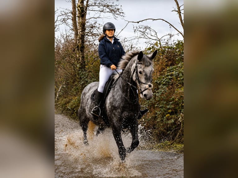 Caballo de deporte irlandés Yegua 7 años 167 cm Tordo rodado in Gummern