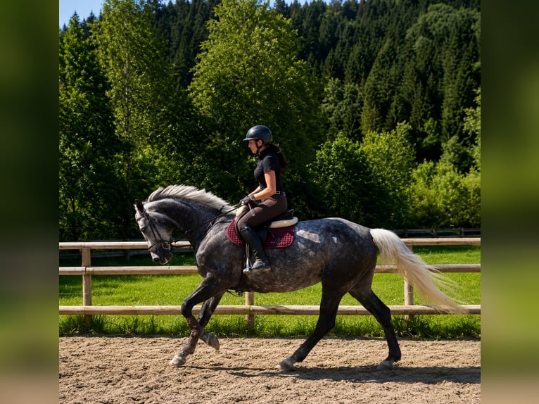 Caballo de deporte irlandés Yegua 7 años 167 cm Tordo rodado in Gummern