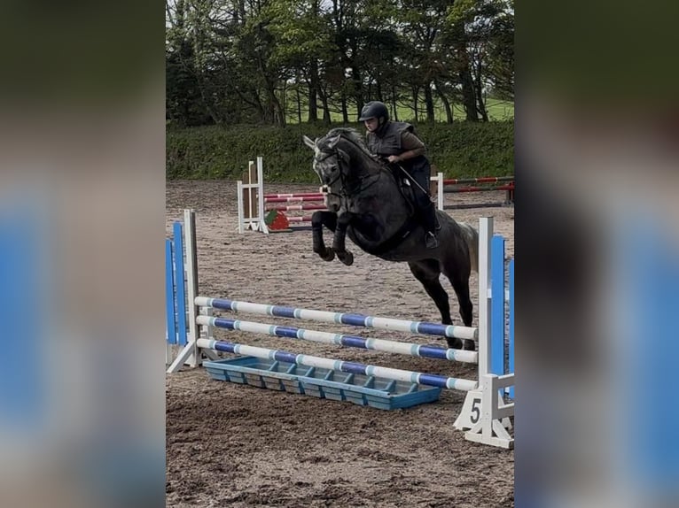 Caballo de deporte irlandés Yegua 7 años 168 cm Tordo rodado in Sligo