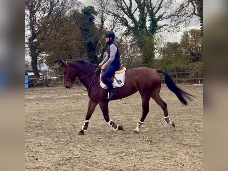 Caballo de deporte irlandés Yegua 7 años 170 cm Castaño rojizo in Sligo