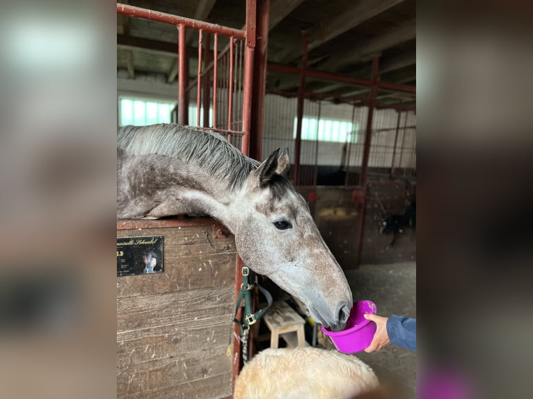 Caballo de deporte irlandés Yegua 7 años 173 cm Tordo rodado in Wursten