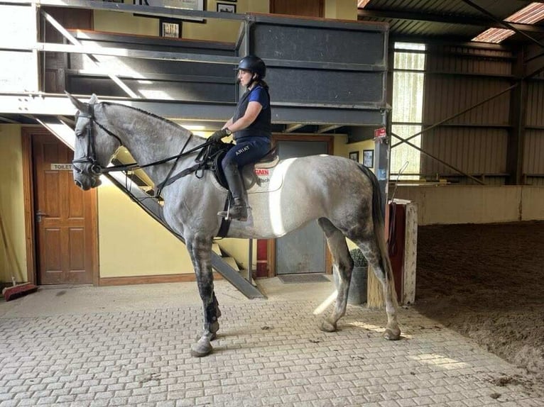 Caballo de deporte irlandés Yegua 7 años 175 cm Tordo in Rathangan