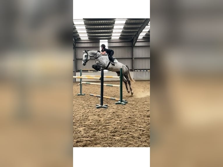 Caballo de deporte irlandés Yegua 7 años 175 cm Tordo in Rathangan