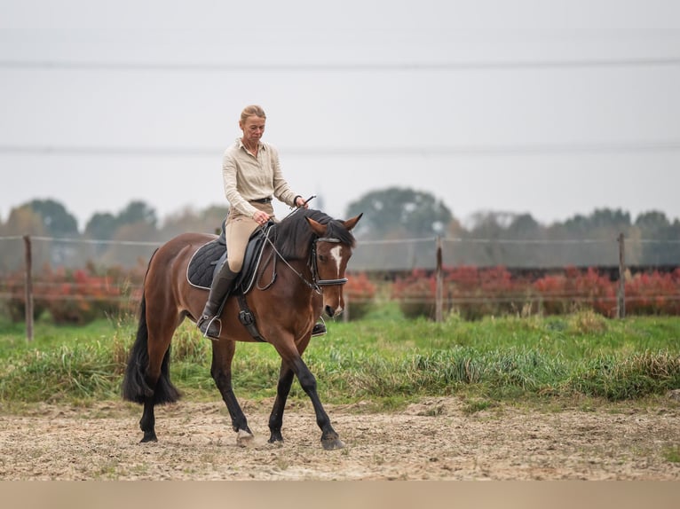 Caballo de deporte irlandés Yegua 8 años 158 cm Castaño in Edewecht