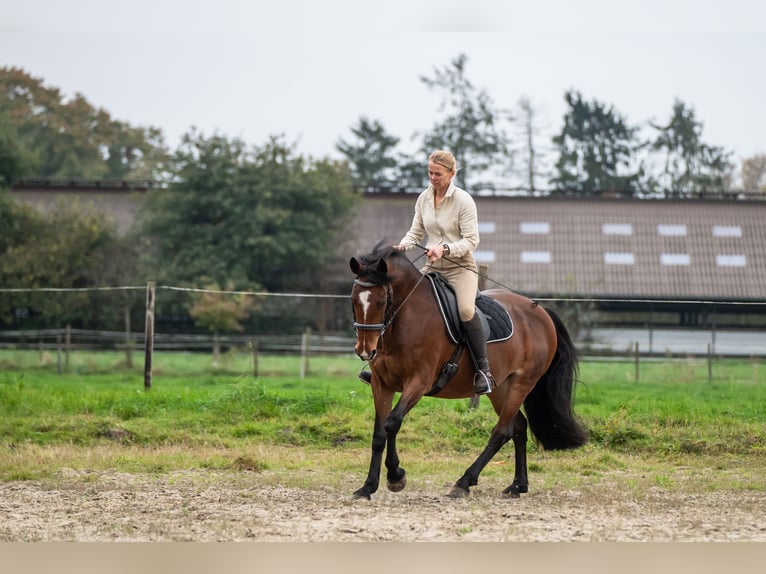 Caballo de deporte irlandés Yegua 8 años 158 cm Castaño in Edewecht