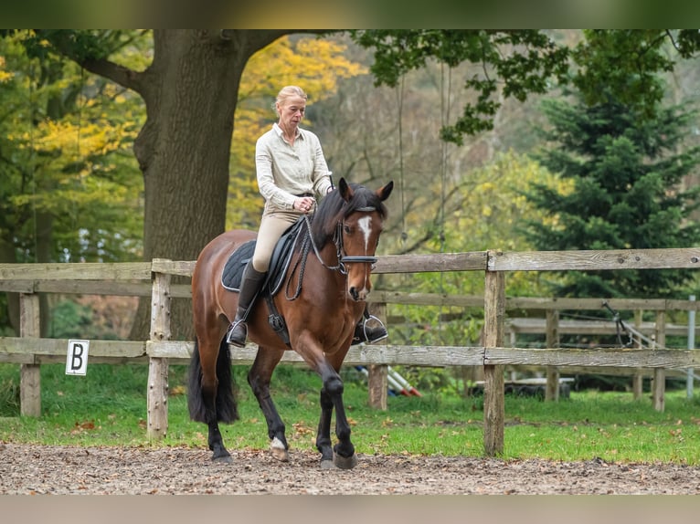 Caballo de deporte irlandés Yegua 8 años 158 cm Castaño in Edewecht