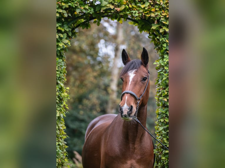 Caballo de deporte irlandés Yegua 8 años 158 cm Castaño in Edewecht