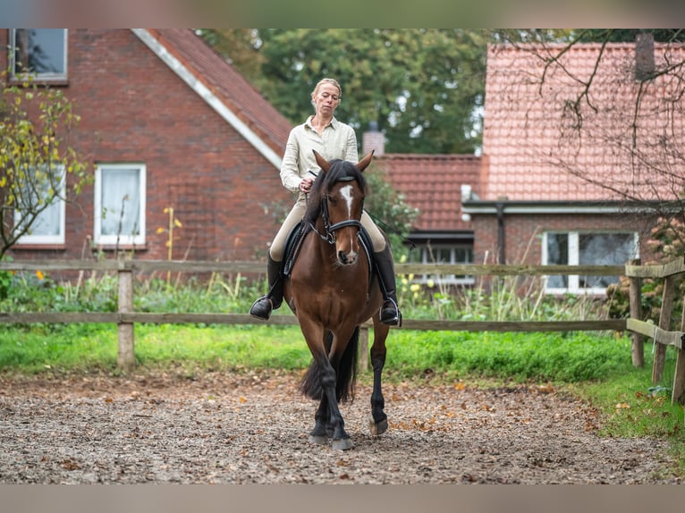 Caballo de deporte irlandés Yegua 8 años 158 cm Castaño in Edewecht