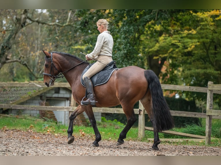 Caballo de deporte irlandés Yegua 8 años 158 cm Castaño in Edewecht