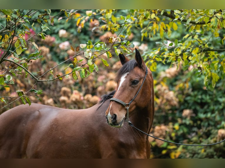 Caballo de deporte irlandés Yegua 8 años 158 cm Castaño in Edewecht