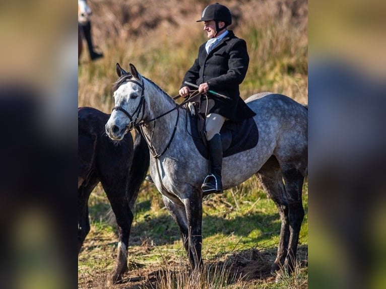 Caballo de deporte irlandés Yegua 8 años 158 cm Tordo in Leitrim