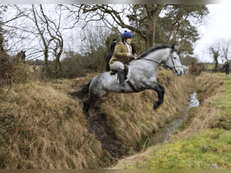 Caballo de deporte irlandés Yegua 8 años 158 cm Tordo in Leitrim