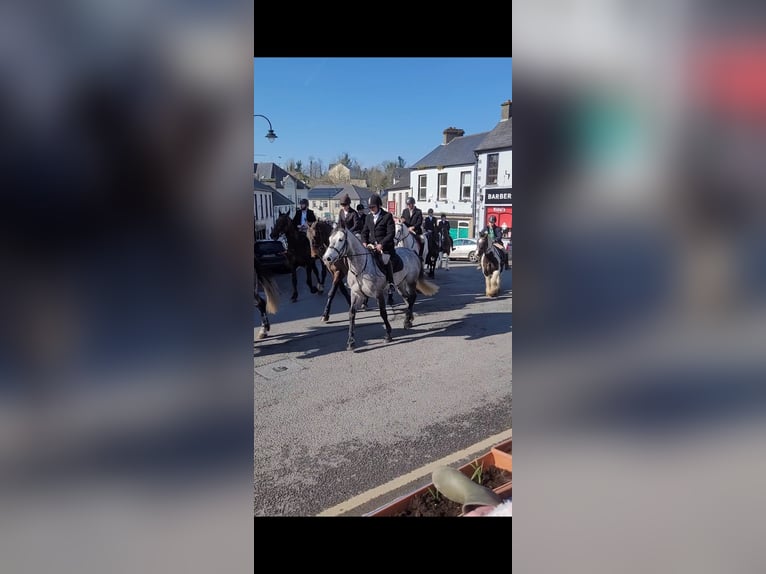 Caballo de deporte irlandés Yegua 8 años 158 cm Tordo in Leitrim