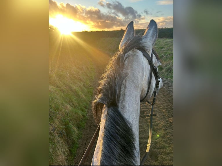 Caballo de deporte irlandés Yegua 8 años 158 cm Tordo in Leitrim