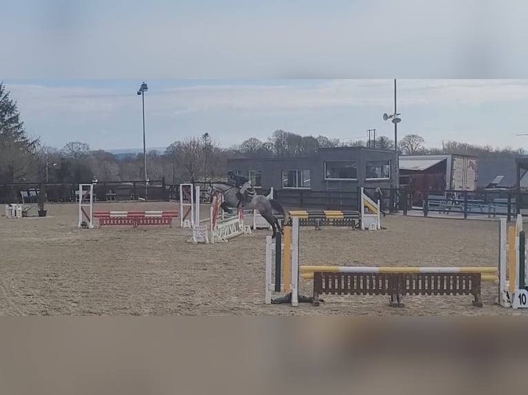 Caballo de deporte irlandés Yegua 8 años 158 cm Tordo in Leitrim