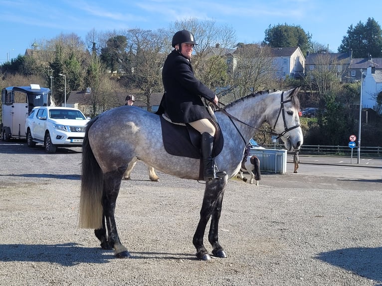 Caballo de deporte irlandés Yegua 8 años 158 cm Tordo in Leitrim